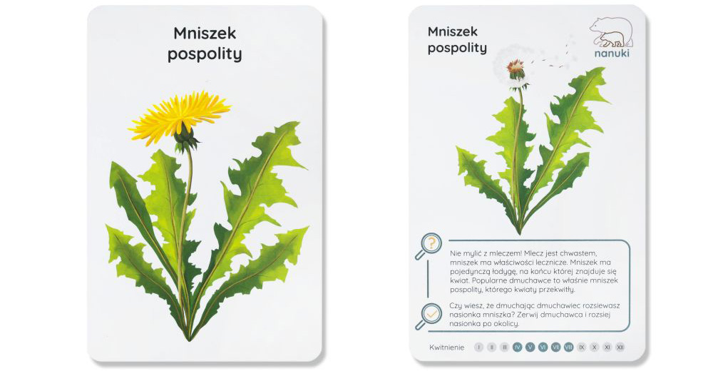 Karty Spacerowe Kwiaty Na Łące NANUKI