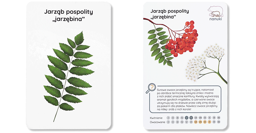 Karty-Spacerowe-Drzewa-NANUKI-przod-i-tyl